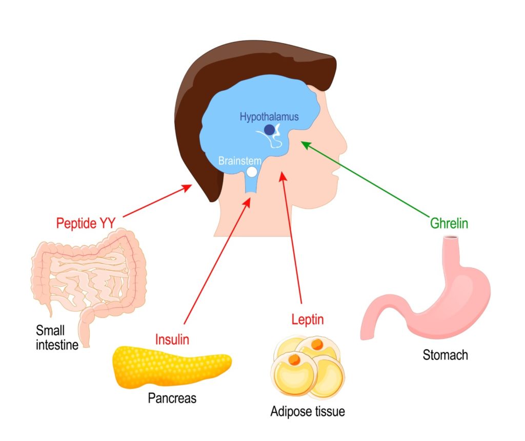 פעילות הורמוני הרעב והשובע בגוף עם המוח והקשר של אינסולין לכל התהליך